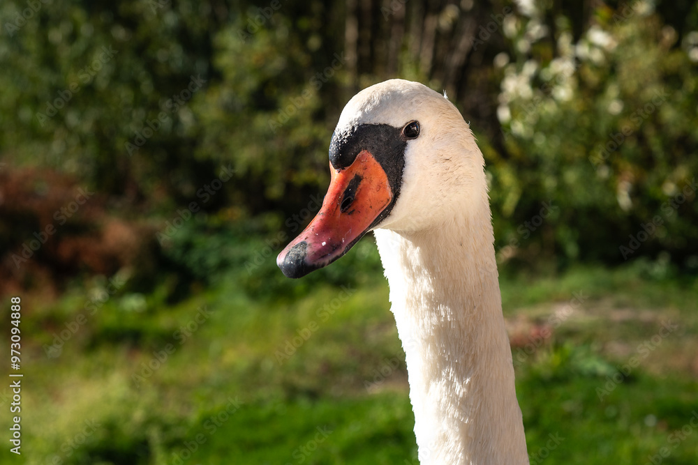 Swan on banks of Curonian Lagoon on Curonian Spit in village Lesnoy. Russia