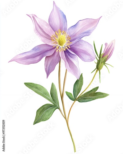 A delicate lavender flower with a yellow center blooms against a white background.