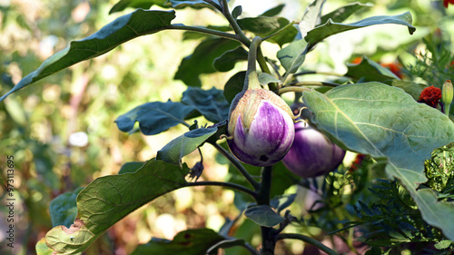 Tableau sur toile Thai eggplant