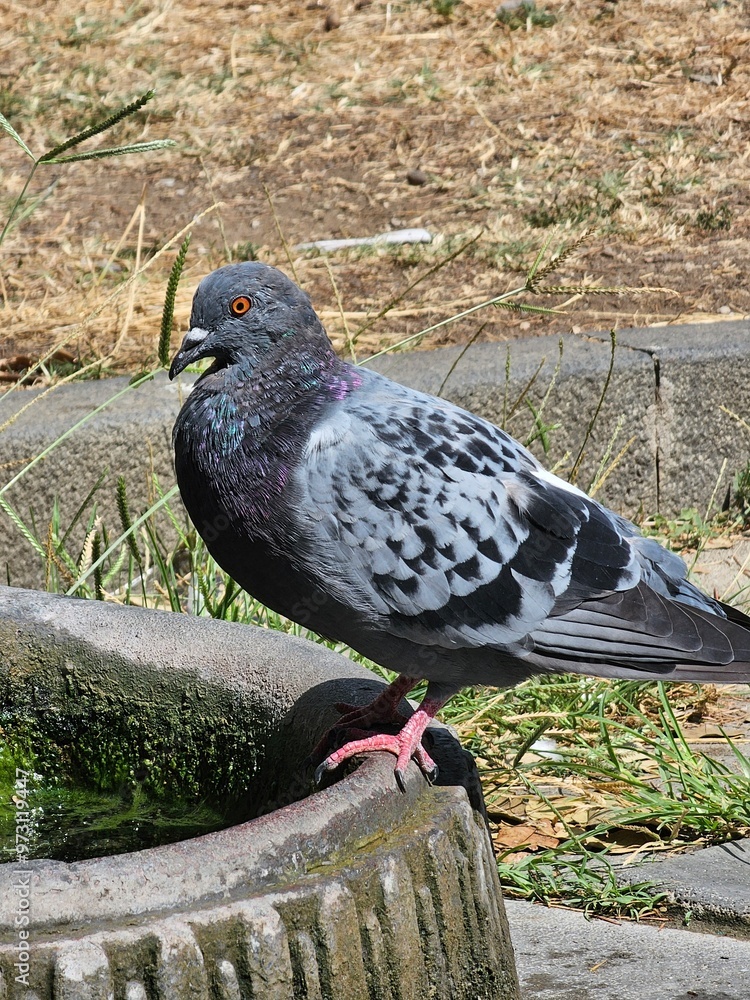 Fototapeta premium pigeon in the park