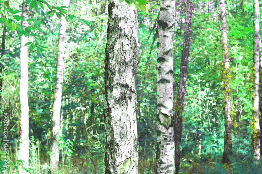 Obraz premium Beautiful birch trees with white birch bark