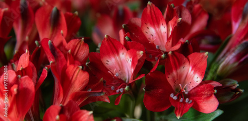 Red Alstroemeria flowers banner background. Alstroemeria or Lily of Incas is a symbol of love, devotion, friendship, wealth, fortune and prosperity.