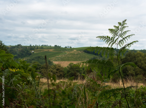 Wallpaper Mural vignoble Torontodigital.ca