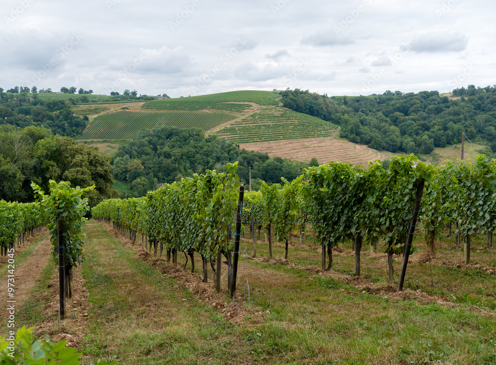 vignes vignes