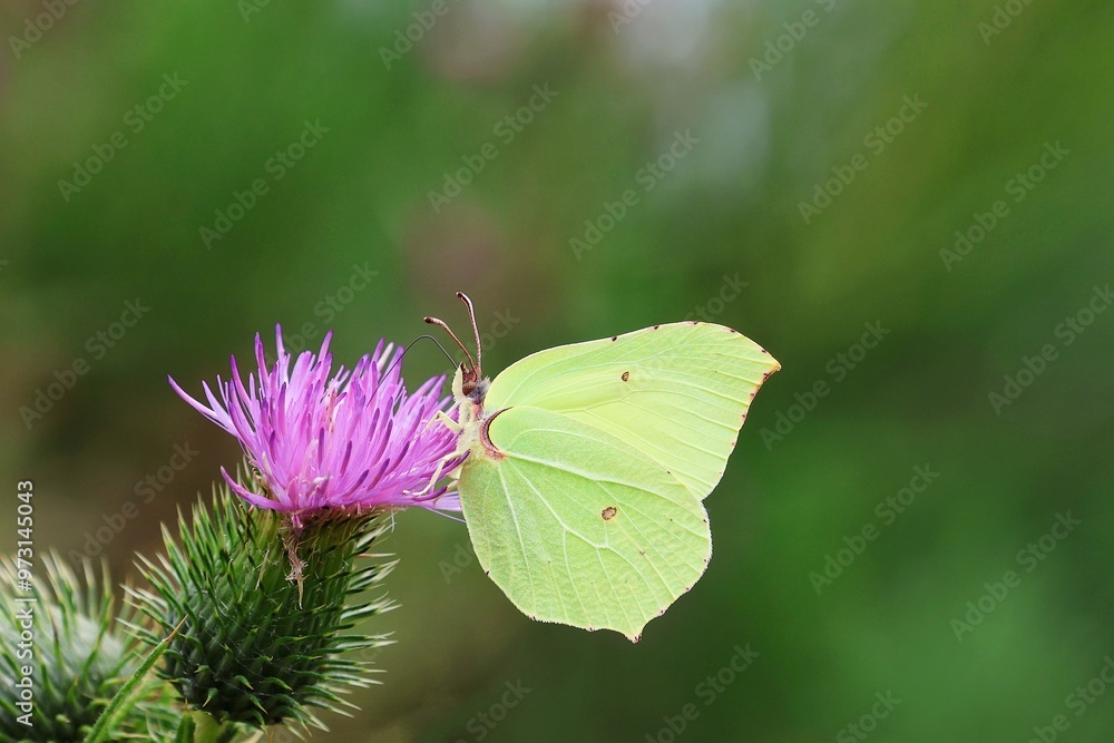 Lemon butterfly (Gonepteryx rhamni) drinks nectar from a thistle (Carduus). Lemon butterfly (Gonepteryx rhamni) drinks nectar from a thistle (Carduus).