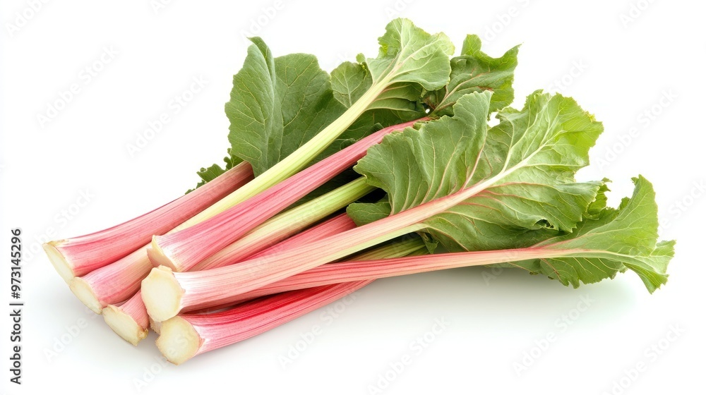 Fresh rhubarb stalks with green leaves, ready for cooking or baking. Fresh rhubarb stalks with green leaves, ready for cooking or baking.