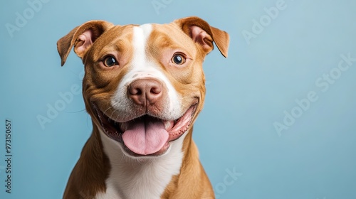 A brown and white rescue dog with its tongue out is looking forward against a light blue background.