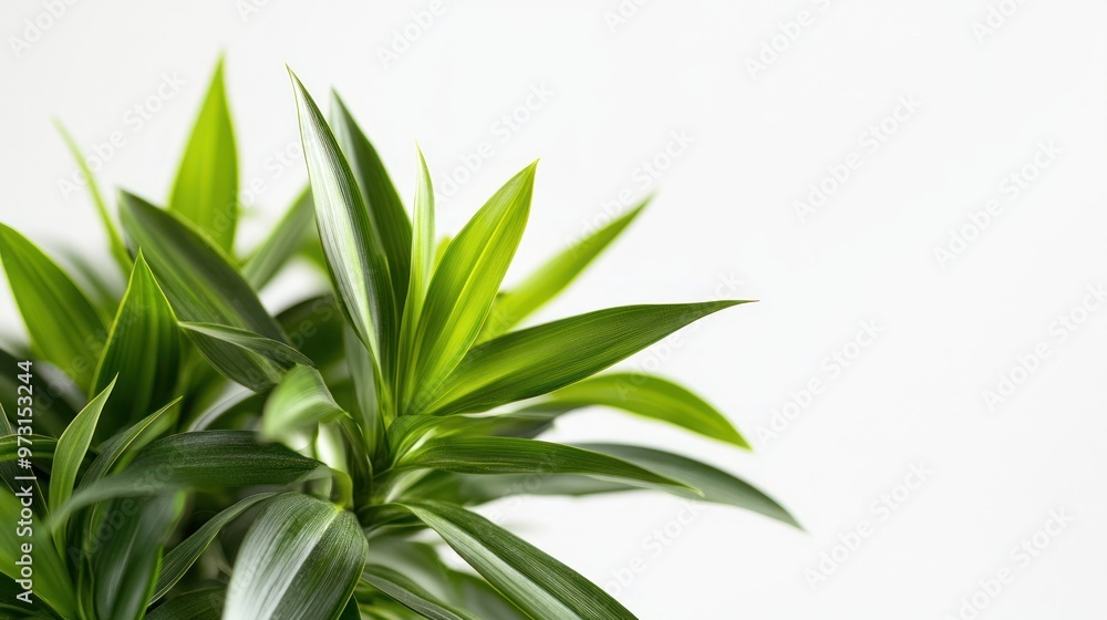 Obraz premium A close-up of vibrant green plant leaves against a light background.