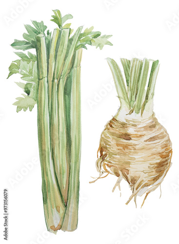 Watercolor celery and leaves clipart isolated on white.Hand drawn vegetable illustration. Menu or cook book cover clipart.