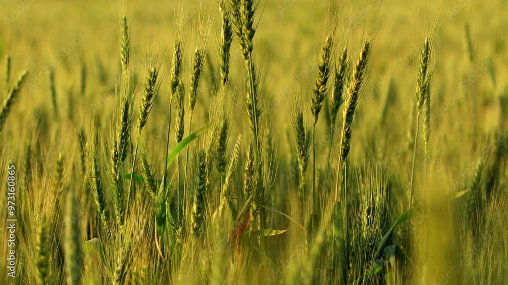 Wheat crop plant swaying through wind outdoor in nature during springtime. Wheat crop plant swaying through wind outdoor in nature during springtime.