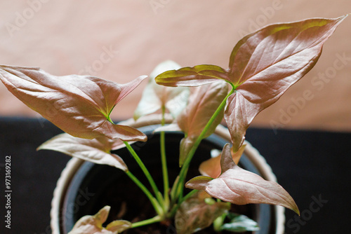 Syngonium Pink Perfection ArrowHead House Plant photo