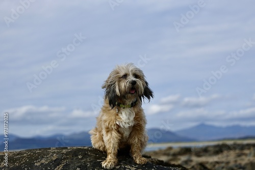 Εκτύπωση καμβά Tibetan terrier pet dog posing at beach