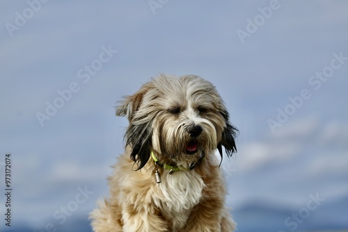 Tibetan terrier pet dog posing at beach
