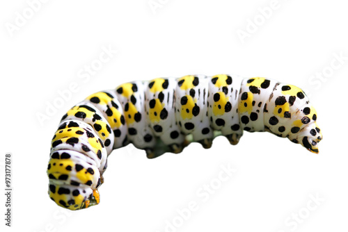 Caterpillar mullein moth   (Shargacucullia verbasci) photo