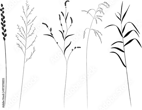 Field and meadow grasses, black outline, template for packaging and product cover. Sketch of medicinal plants, vector flat cartoon drawing.