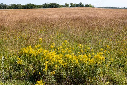 Canada goldenrod blooming in front of a reddish field of Indiangrass and big bluestem in a restored prairie,  