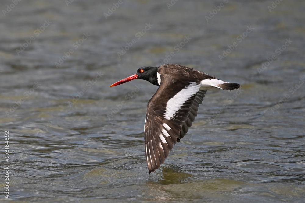 Magellanic oystercatcher Magellanic oystercatcher