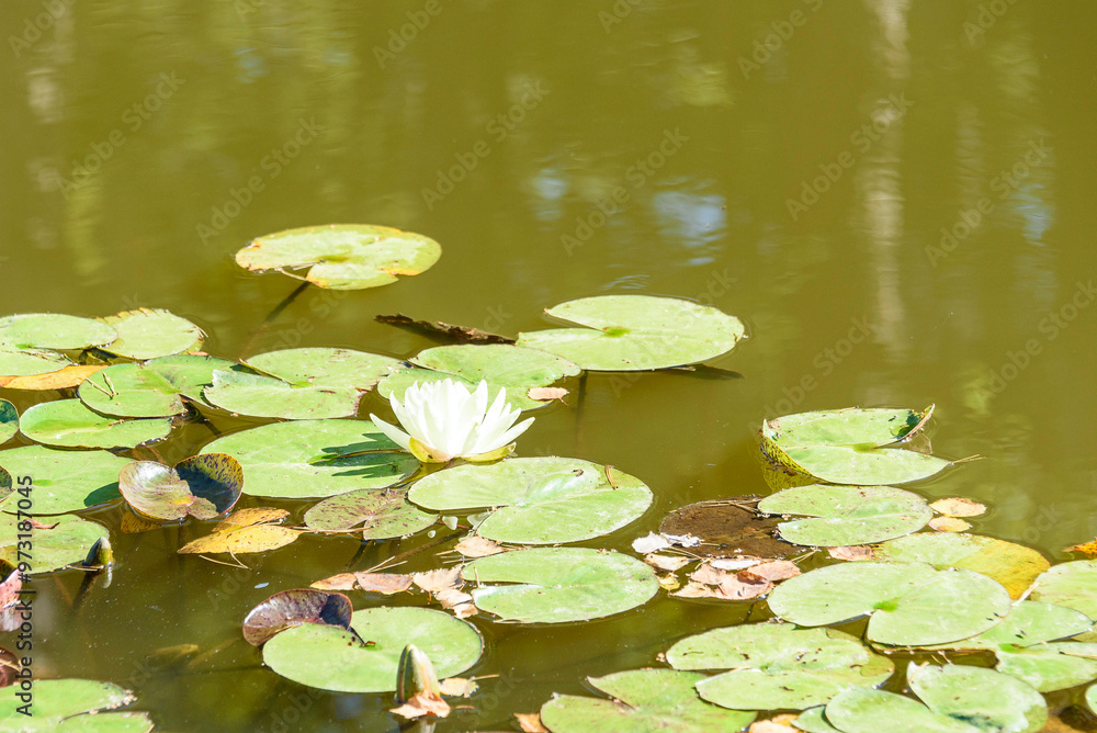 Blooming white water lily on a calm water surface. Blooming white water lily on a calm water surface.