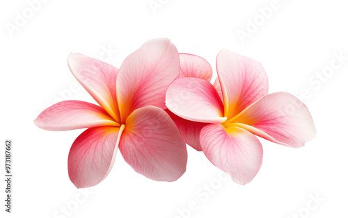 Beautiful frangipani flower isolated on white or transparent background