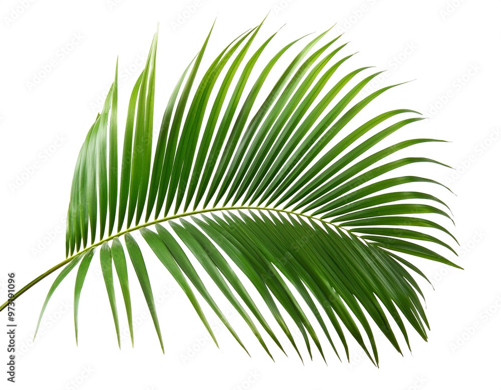 Palmwedel isoliert auf weißen Hintergrund, Freisteller ,Transparent Palmwedel isoliert auf weißen Hintergrund, Freisteller ,Transparent