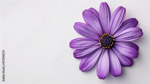 Beautiful purple flower showcasing delicate petals on a clean background, perfect for nature and floral-themed designs.