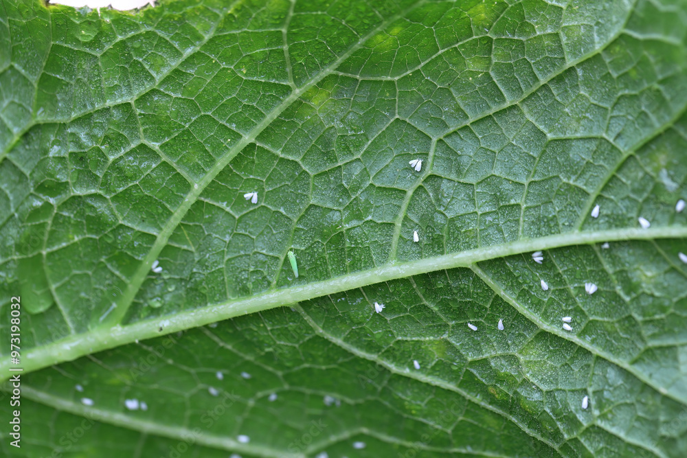 Leafhopper and whiteflies on the underside of a zucchini leaf in the garden. Threatening pests that suck the sap of plants. Leafhopper and whiteflies on the underside of a zucchini leaf in the garden. Threatening pests that suck the sap of plants.