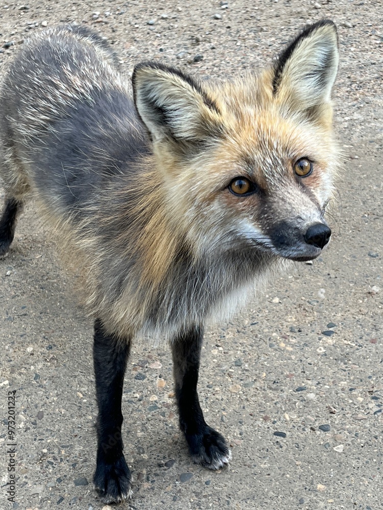 Fototapeta premium Close up friendly fox