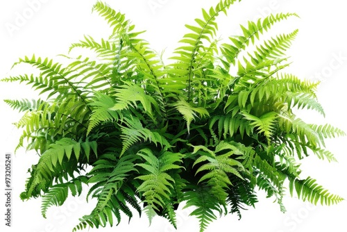 A close-up shot of a lush green fern bush growing on a clean white background photo