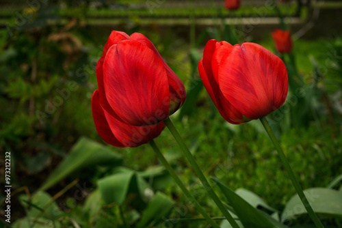 Zdjęcie czerwonych tulipanów rosnących w ogrodzie. #973212232