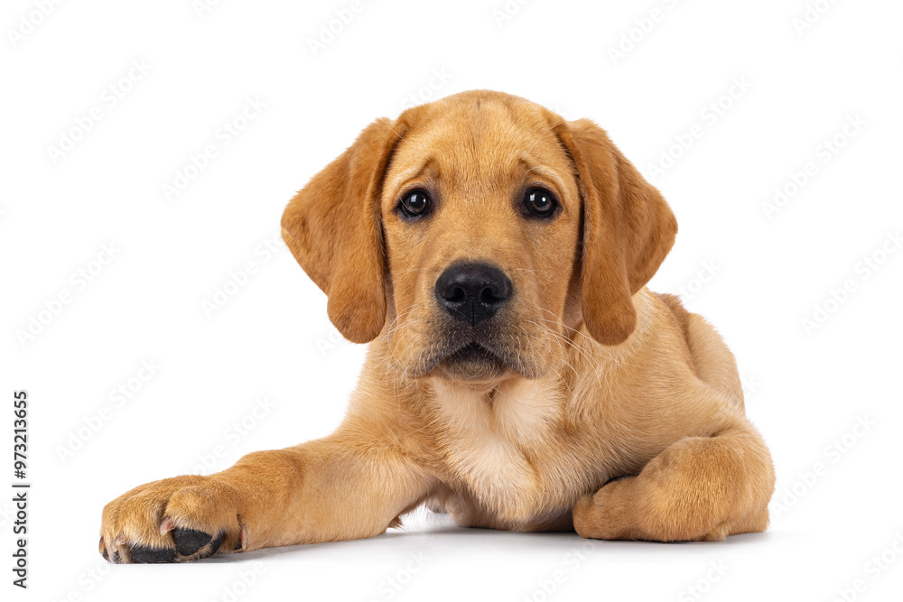 Handsome 3 months old Labrador dog puppy, laying down facing front. Looking towards camera. Isolated on a white background. Handsome 3 months old Labrador dog puppy, laying down facing front. Looking towards camera. Isolated on a white background.
