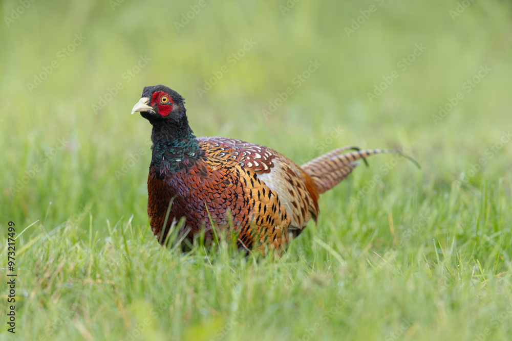 Common pheasant Phasianus colchicus in close view Common pheasant Phasianus colchicus in close view