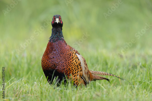 Common pheasant Phasianus colchicus in close view photo