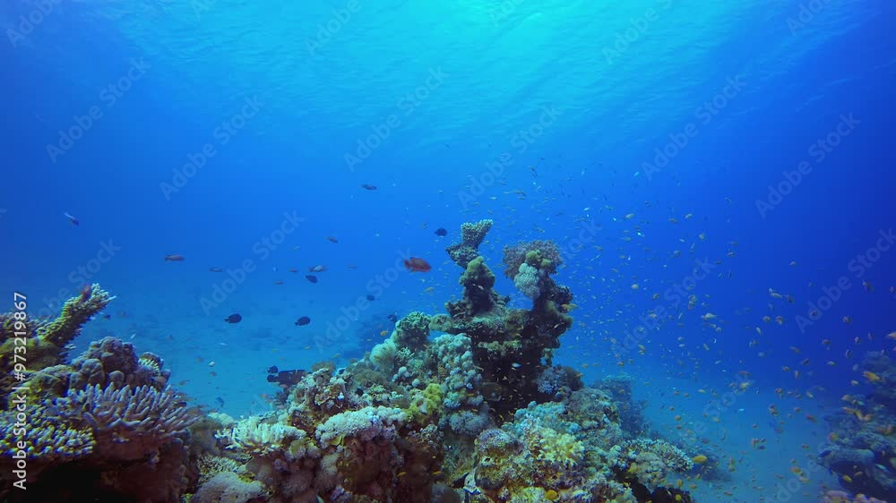 Coral Reef and Tropical Fish. Underwater colourful sea fish. Tropical reef marine. Corals tropical life. Coral garden seascape. Blue water background. Coral Reef and Tropical Fish. Underwater colourful sea fish. Tropical reef marine. Corals tropical life. Coral garden seascape. Blue water background.
