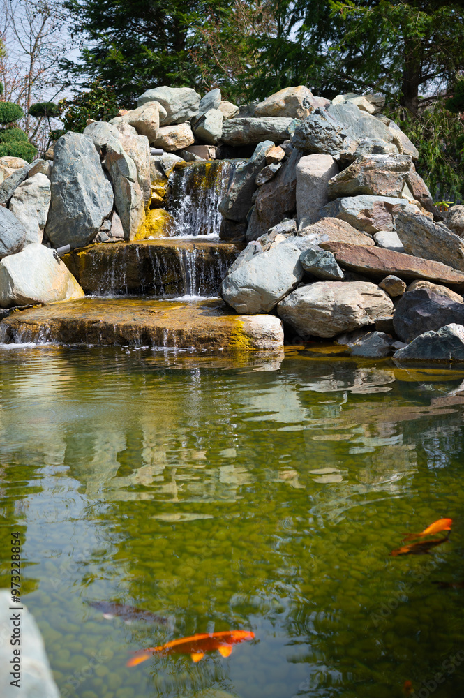 Fototapeta premium Pond, waterfall with clear water and swimming carps. Authentic landscape with a view of fish in the water. Home garden decor. 