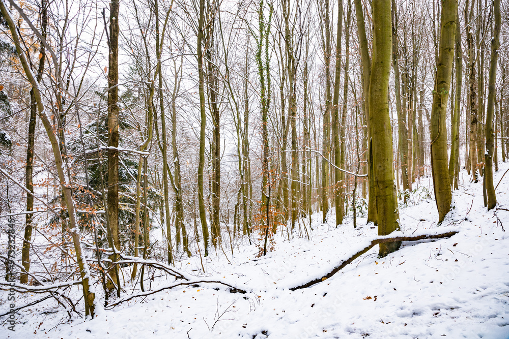 Fototapeta premium Kassel, Germany - trees and buildings in winter