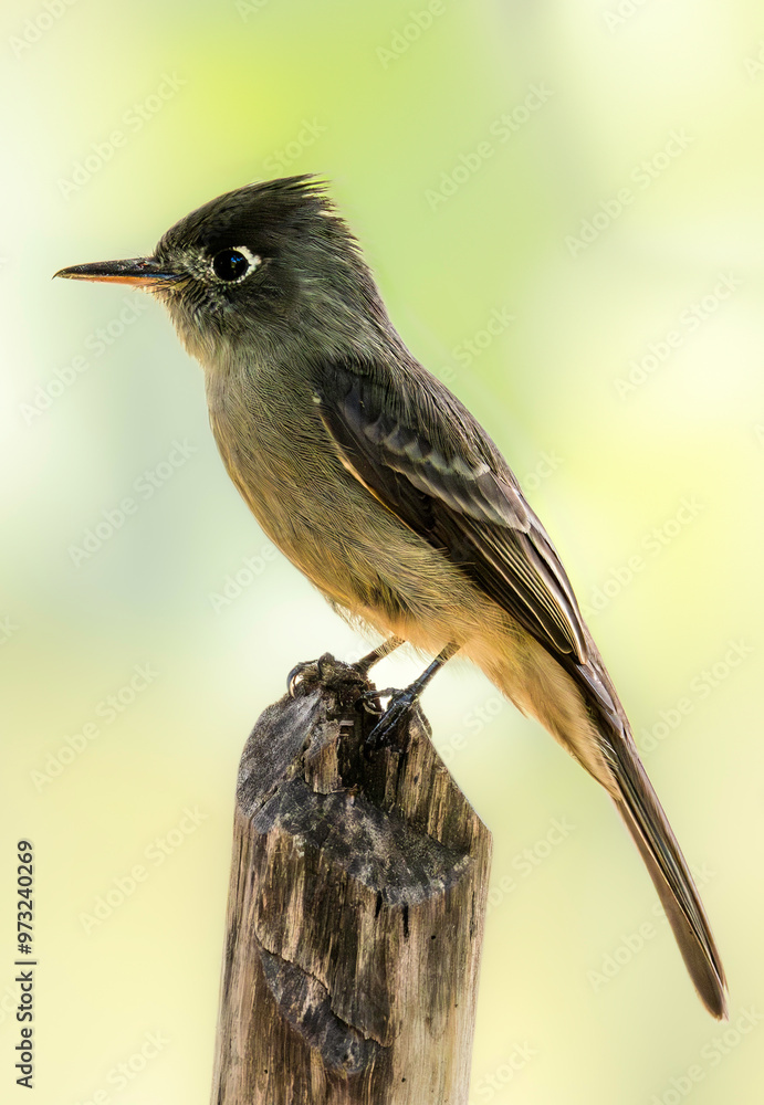 Cuban pewee (Contopus caribaeus), Cuba, Trinidad. Selective focus on bird's eye