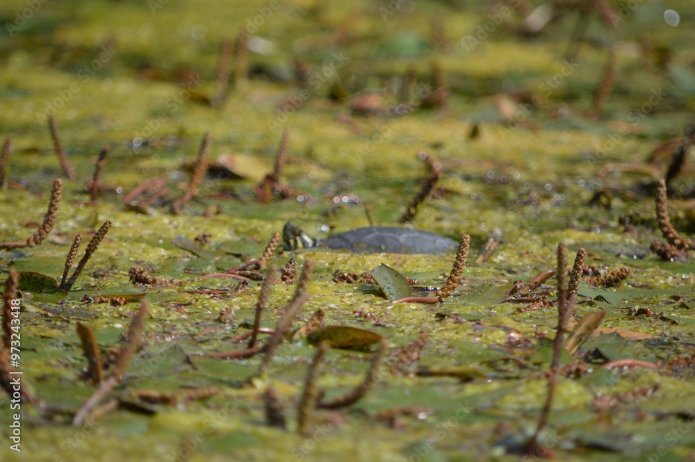 Turtle Camouflaged in Aquatic Plants Turtle Camouflaged in Aquatic Plants