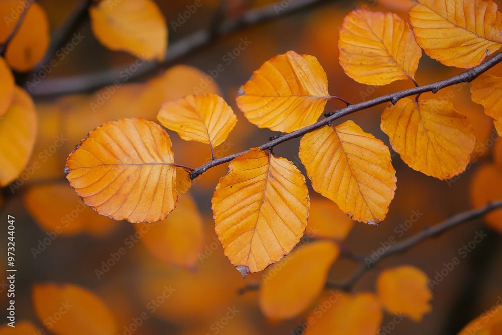 autumn leaves autumn leaves
