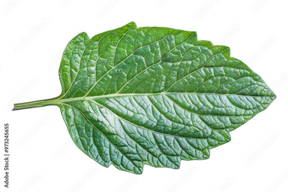 Obraz premium A single leaf photographed against a plain white background