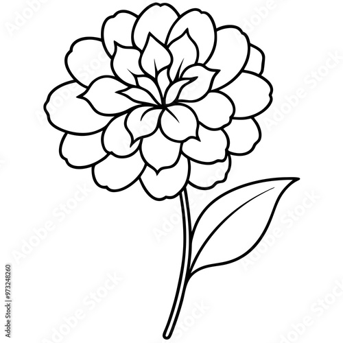 marigold line art vector illustration 