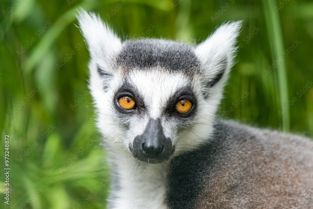 Obraz premium Ring Tailed Lemur Close up watches on