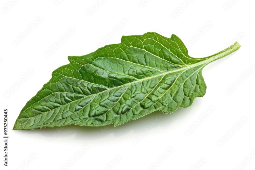 Close-up shot of a single leaf on a white background Close-up shot of a single leaf on a white background