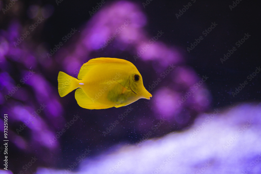 Yellow fish with light in aquarium Yellow fish with light in aquarium