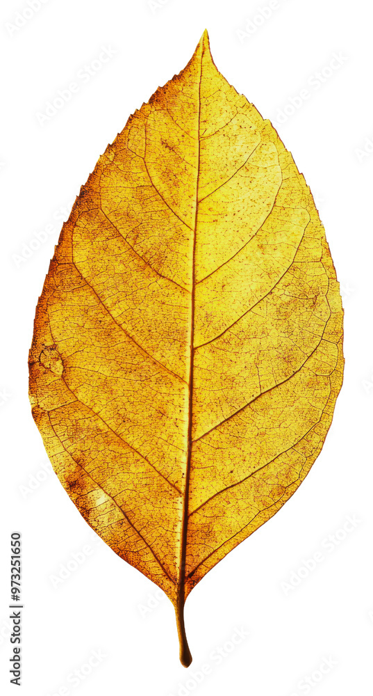 PNG Yellow leaf with detailed veins on white PNG Yellow leaf with detailed veins on white
