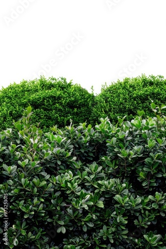 Wallpaper Mural A single green bush stands out against a bright white sky, offering a serene and peaceful scene Torontodigital.ca