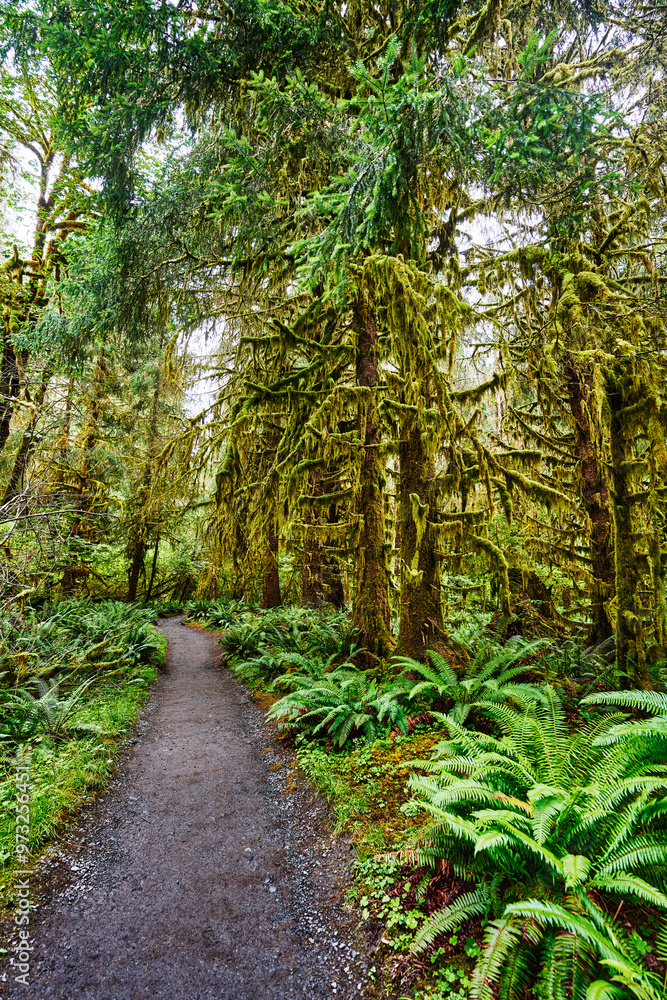 Hall of Moses trail, Hoh rainforest, Olympic National Park, Washington State Hall of Moses trail, Hoh rainforest, Olympic National Park, Washington State