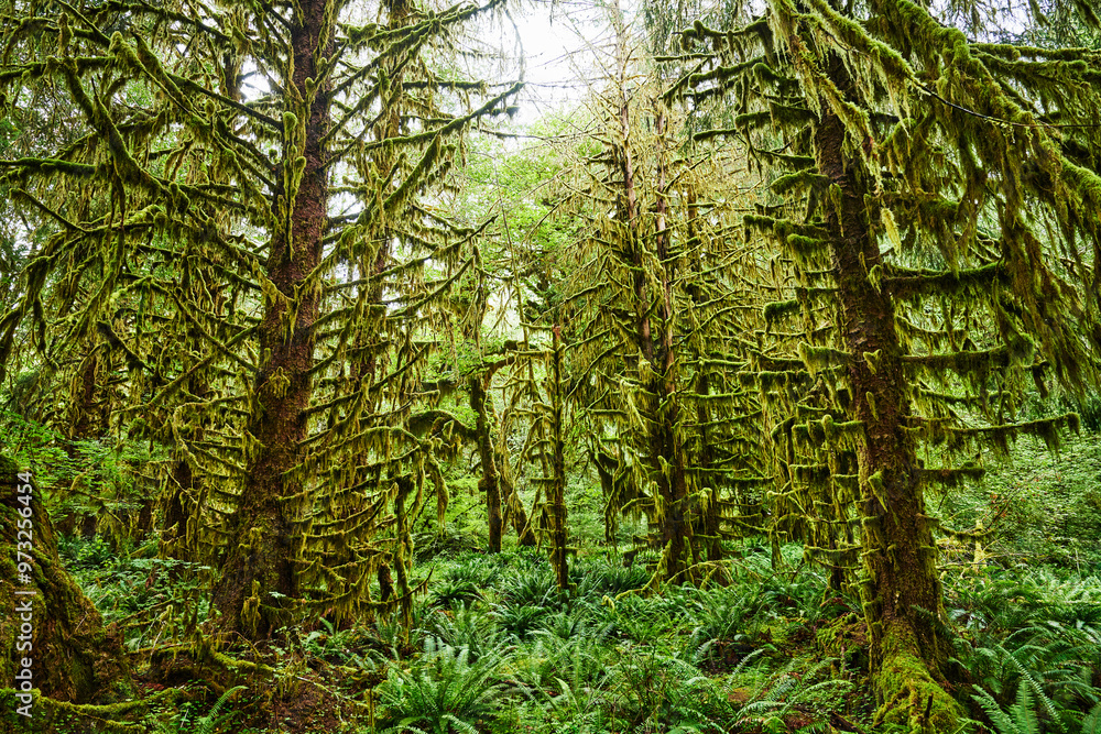 Hall of Moses trail, Hoh rainforest, Olympic National Park, Washington State Hall of Moses trail, Hoh rainforest, Olympic National Park, Washington State