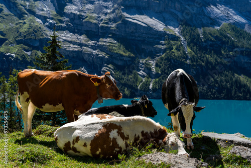 A group of cows laying in the Swiss Alps above the Oeschinen Lake - near the hiking path photo