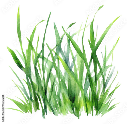 PNG Lush green grass blades in a watercolor style