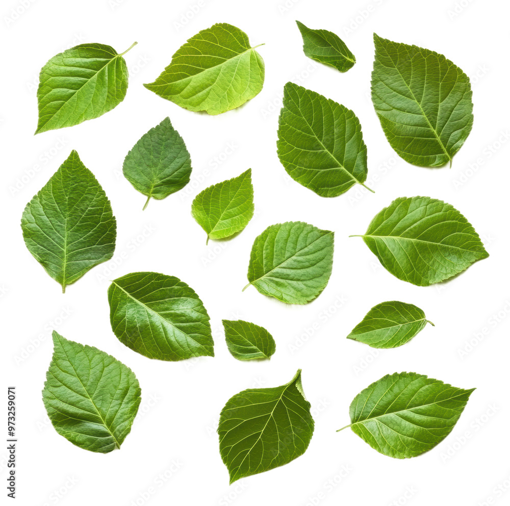 PNG Variety of green leaves on white PNG Variety of green leaves on white